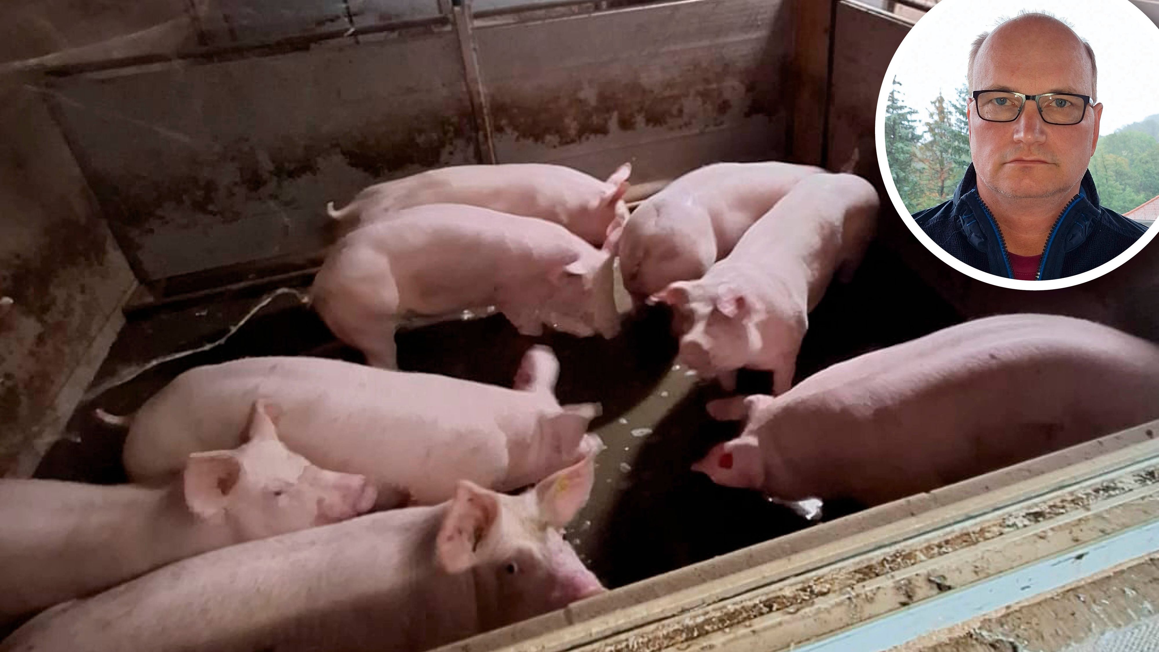 Die ganze Existenz des Züchters ist verloren. Alle 400 Schweinchen sind in den Fluten ertrunken.