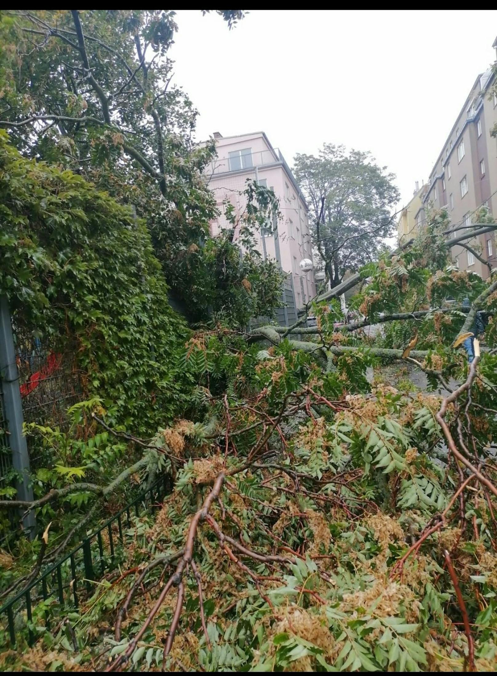 In der Dreihausgasse in Rudolfsheim-Fünfhaus wurden Bäume umgerissen.