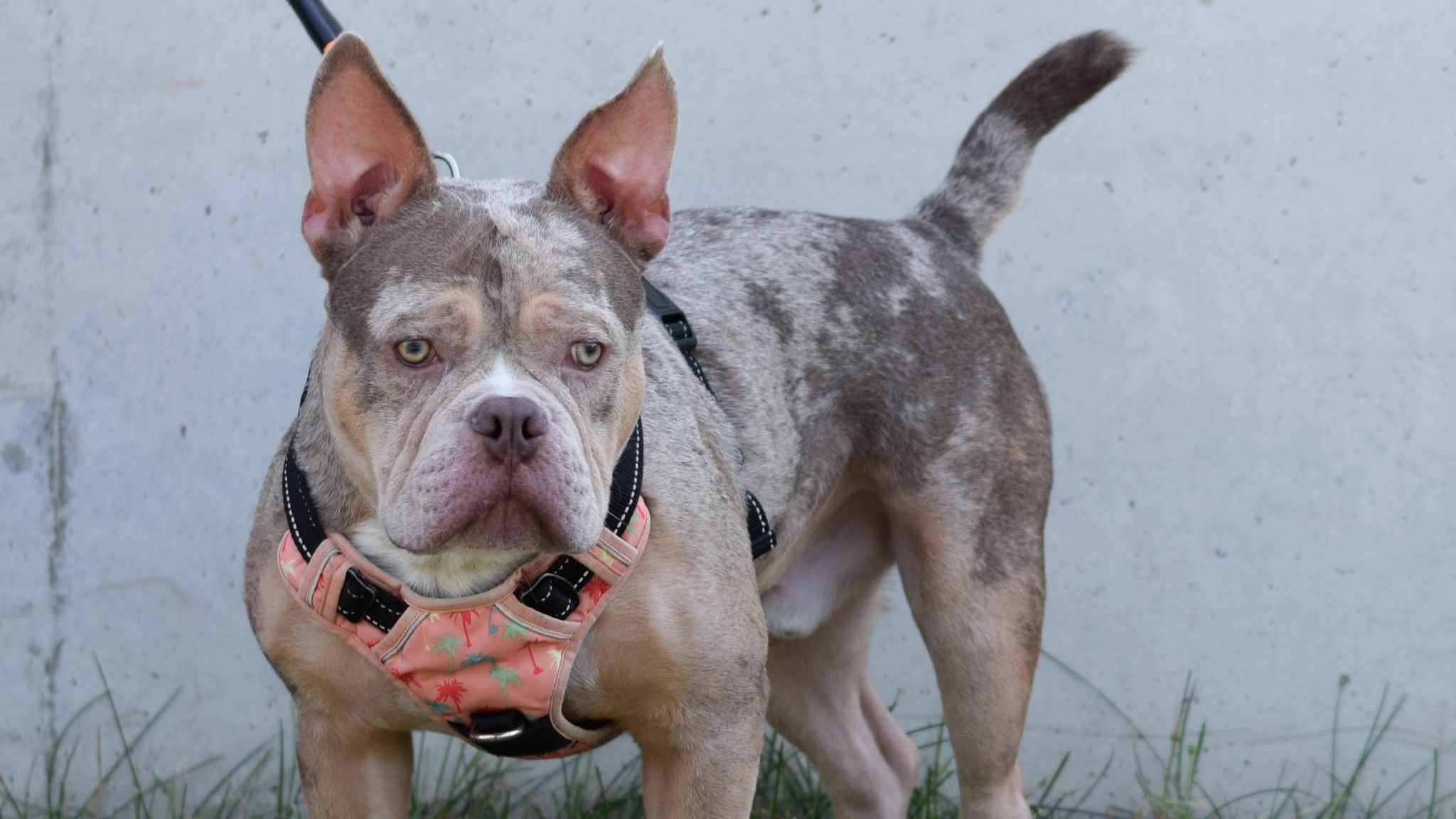 Loco muss noch viel lernen.