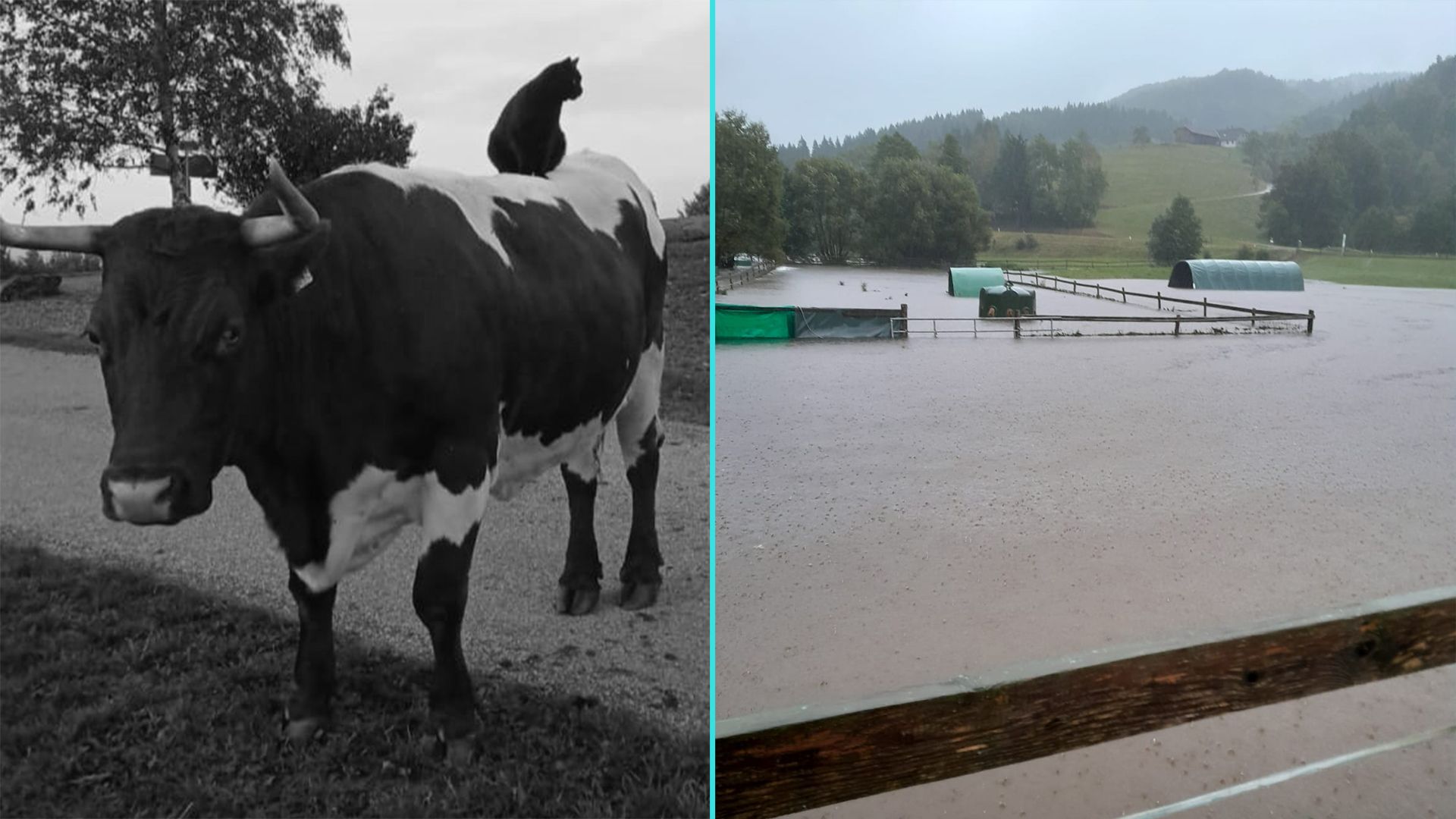 Das Lebenswerk einer Tierschützerin aus Oberösterreich steht unter Wasser. 