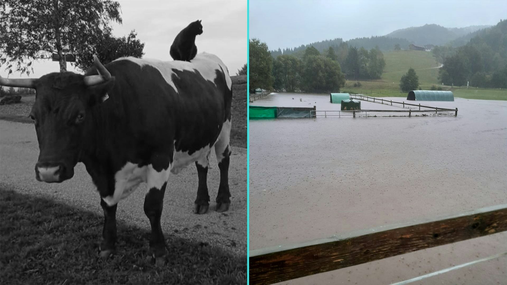 Das Lebenswerk einer Tierschützerin aus Oberösterreich steht unter Wasser. 