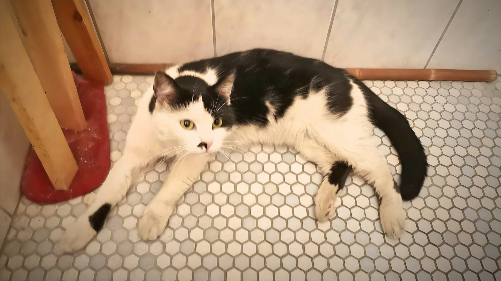 Katze Lizzy war nach Einbruch entwischt, nun ist sie wieder daheim.