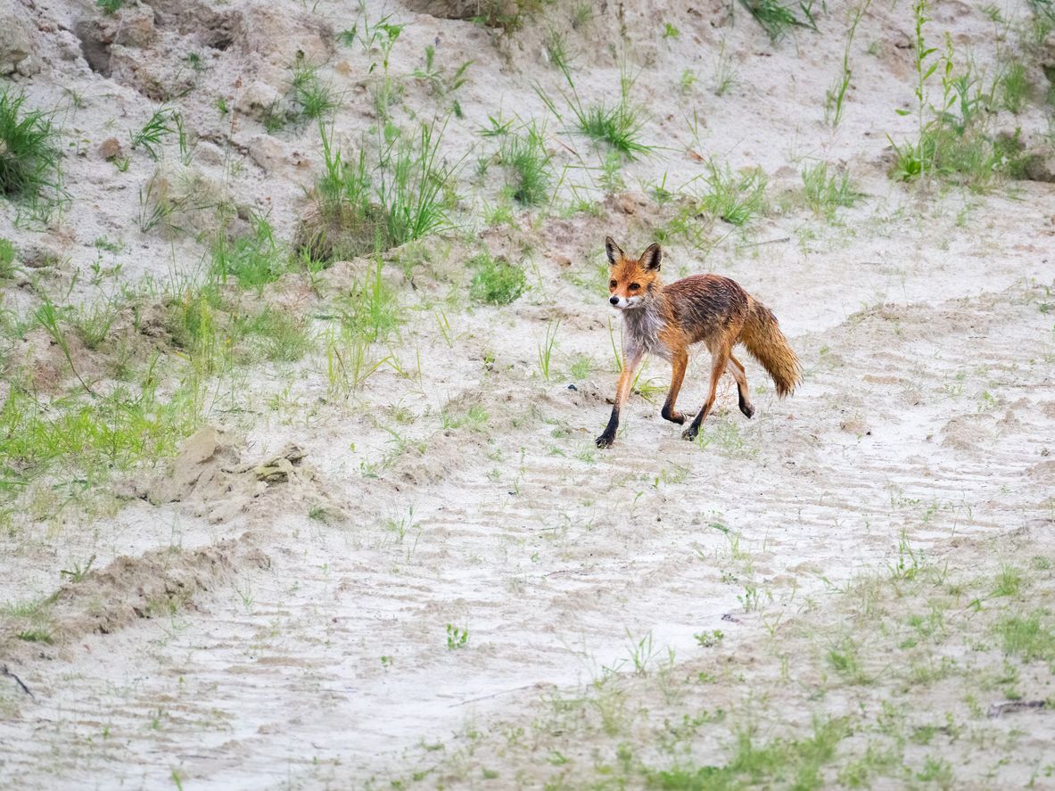 Der Fuchs flüchtet in höhere Lagen.