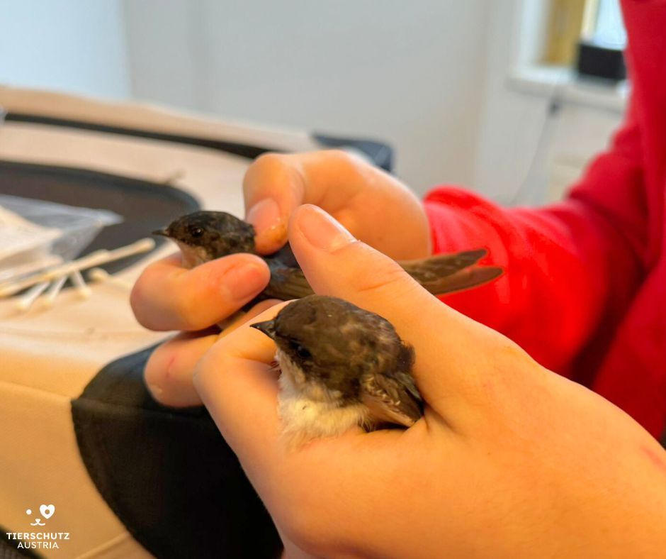 Bei Tierschutz Austria werden zurzeit etwa 500 Vögel versorgt.