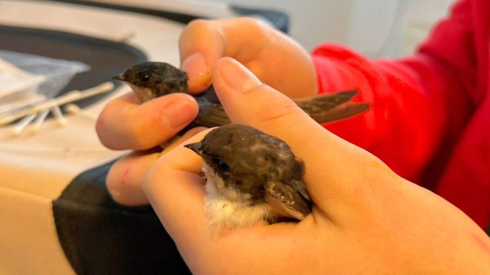 Tierschützer schreien um Hilfe! Das kannst du tun