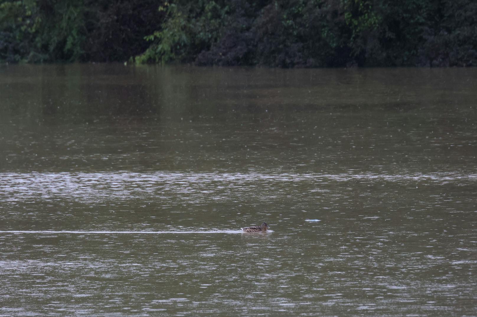 Kurioser Fund im Hochwasser in Wels: Bündelweise fischte die Feuerwehr falsche Geldscheine aus den Fluten.