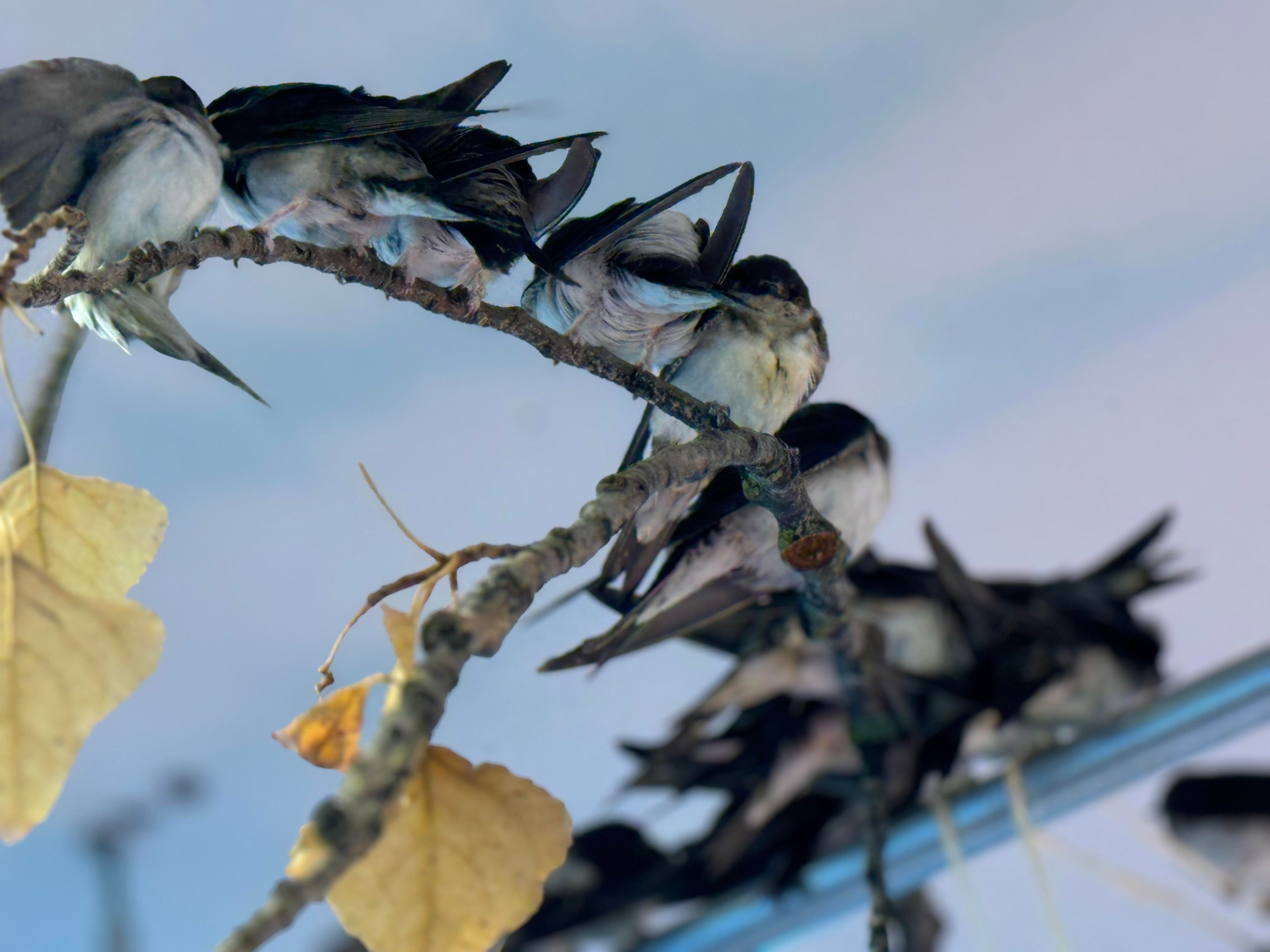 Der Tierschutz Austria rettete zahlreiche Schwalben vor dem Tod während der Regenfälle