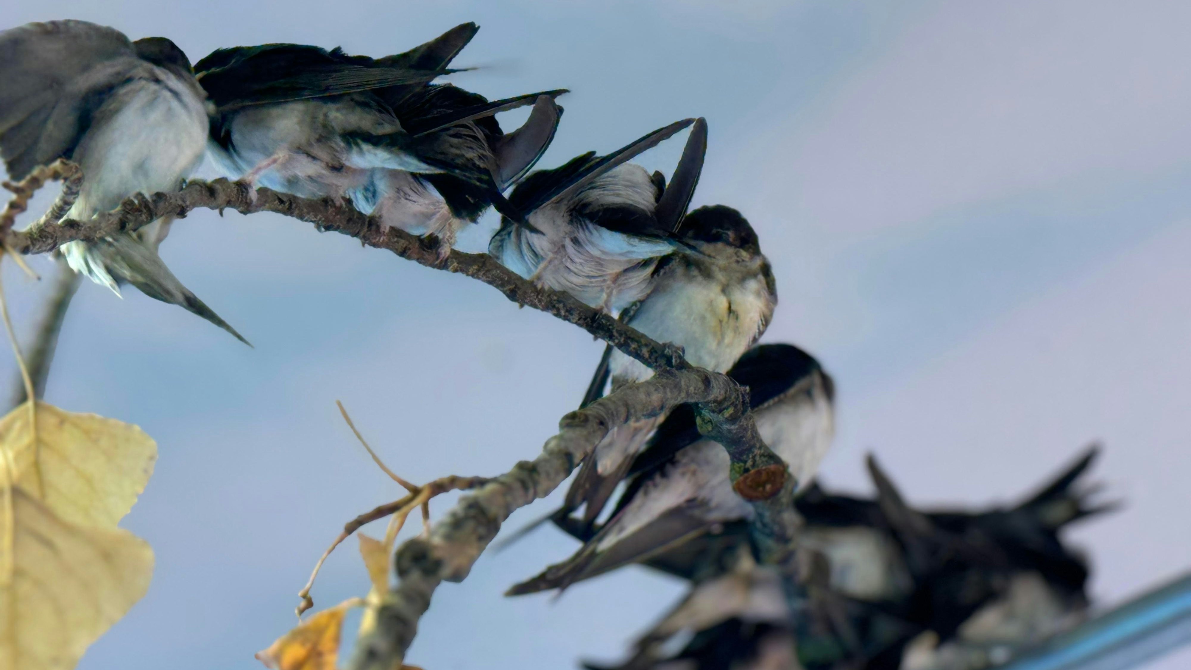 Der Tierschutz Austria rettete zahlreiche Schwalben vor dem Tod während der Regenfälle