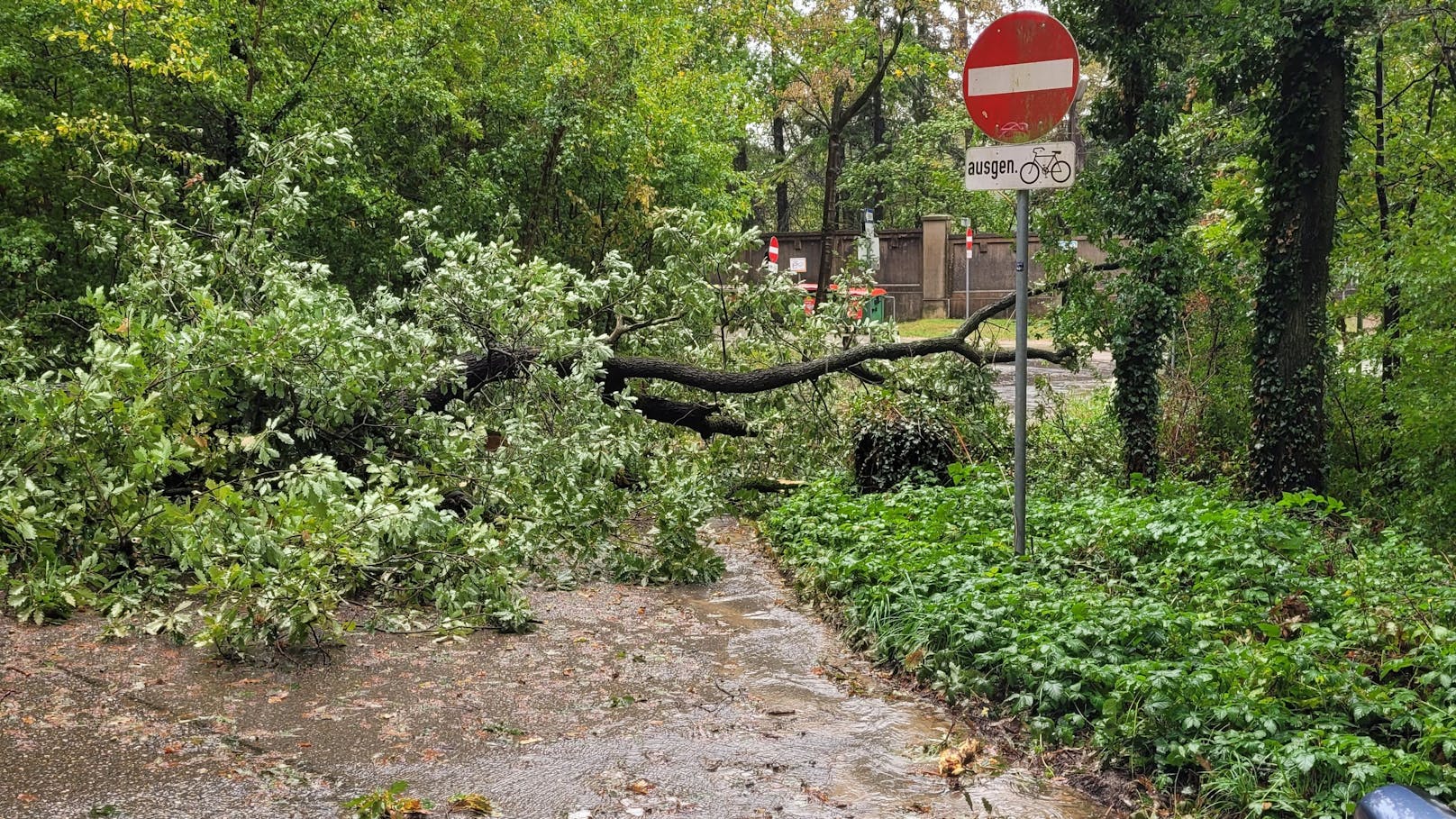 Auf dem Weg zu den Liegenschaften musste er nämlich sein Fahrzeug abstellen, der Weg war mehrfach durch umgestürzte Bäume blockiert.