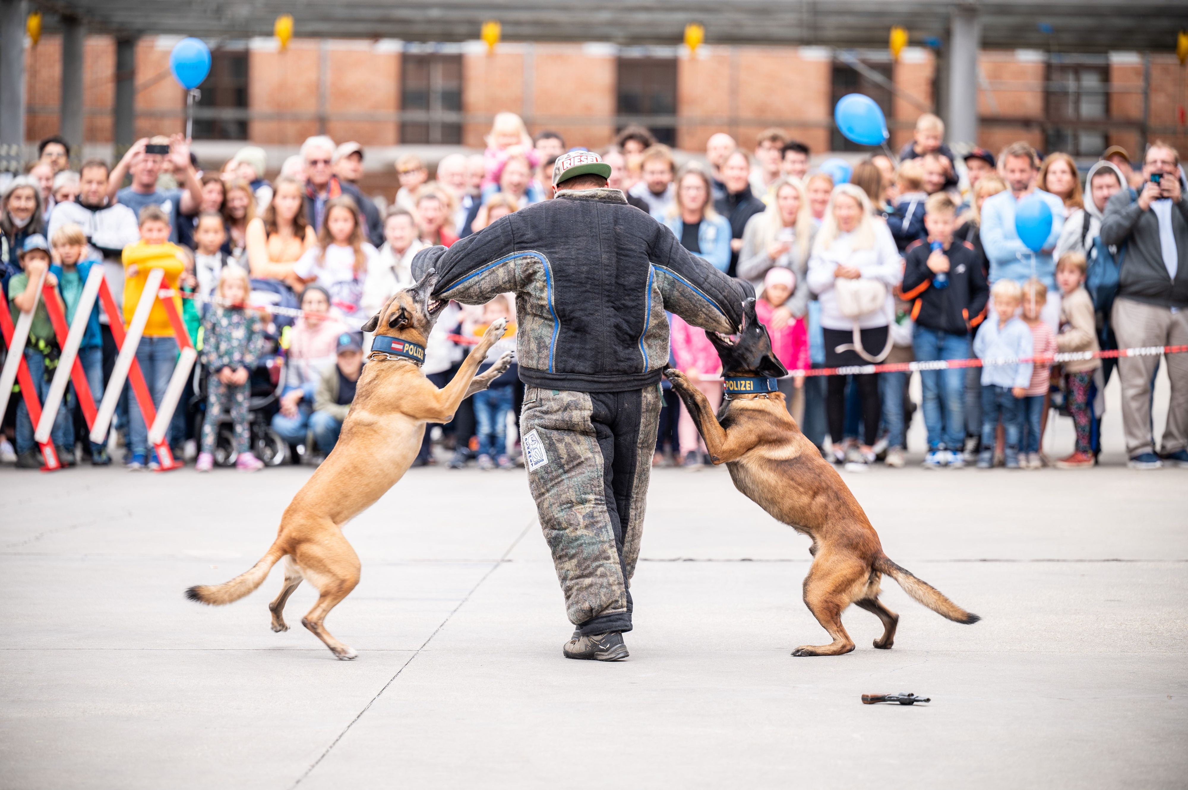 Die Wiener Polizei feiert ein Fest - dabei zeigen auch die Polizeihunde, was sie drauf haben