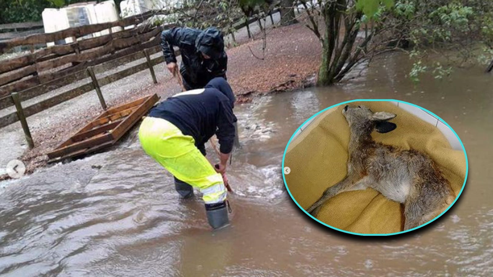 Wildtiere finden trotz Überschwemmungen zur Pfotenhilfe