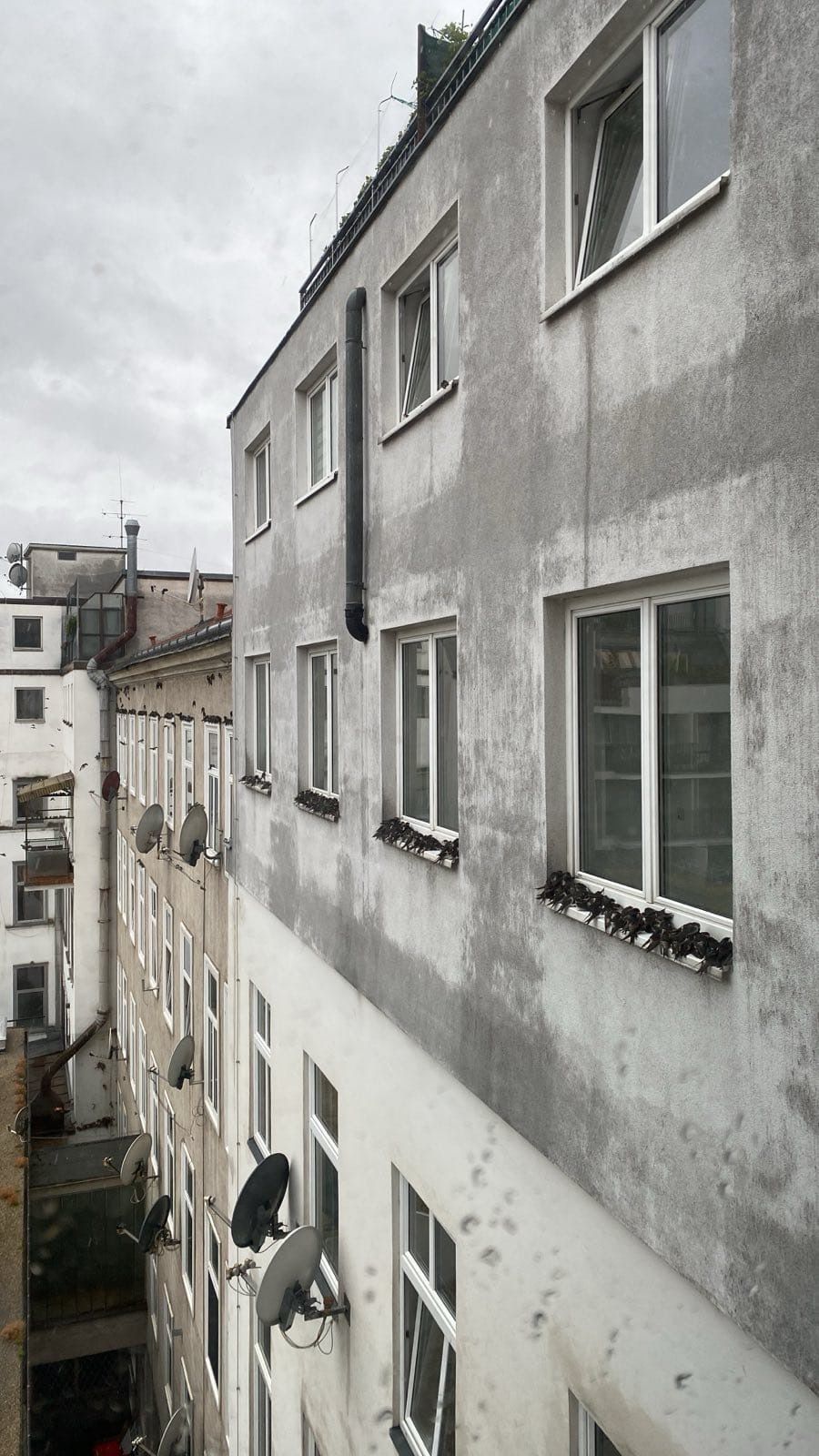 Viele Vögel kamen bei dem Unwetter ums Leben.
