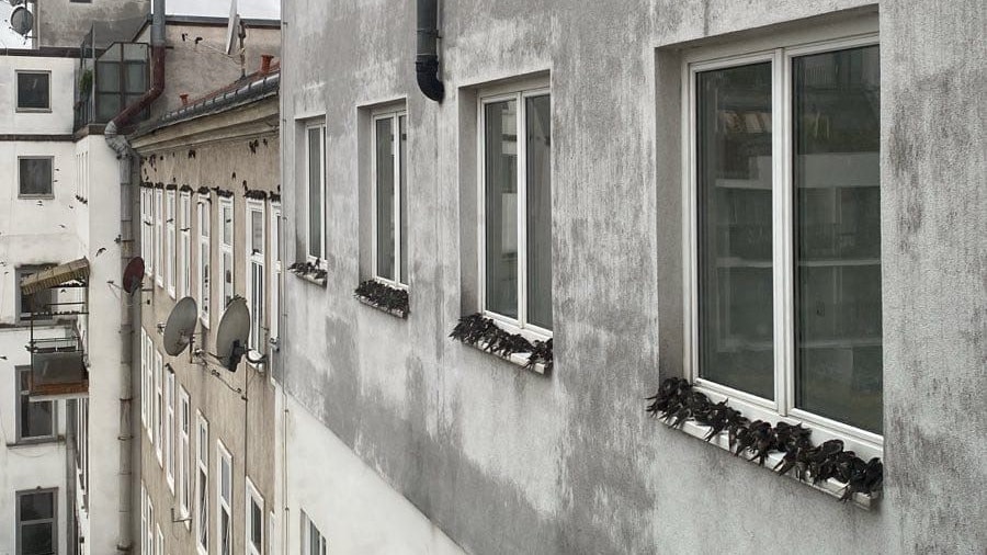 Viele Vögel kamen bei dem Unwetter ums Leben.