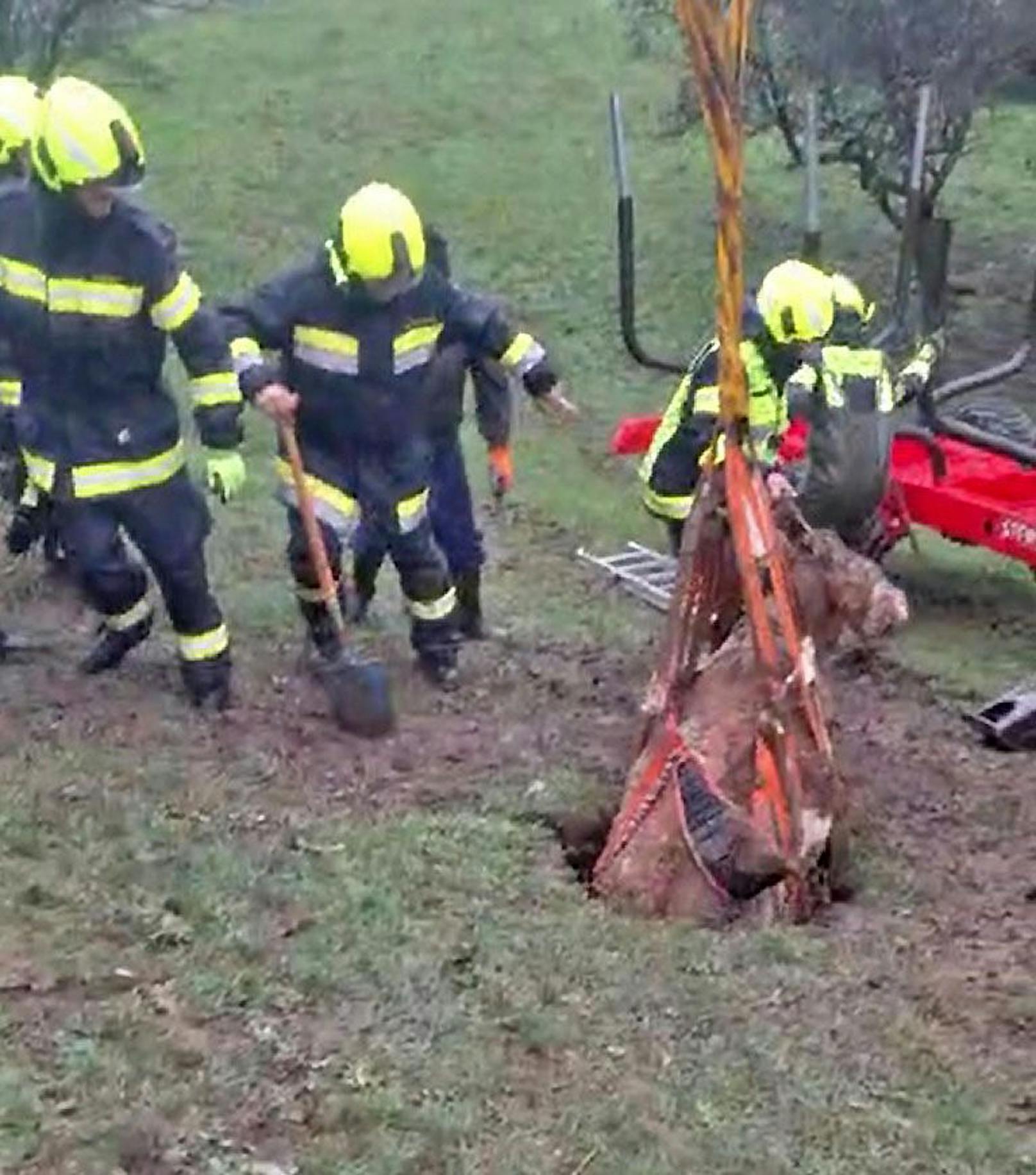 Erfolgreiche Tierrettung in NÖ