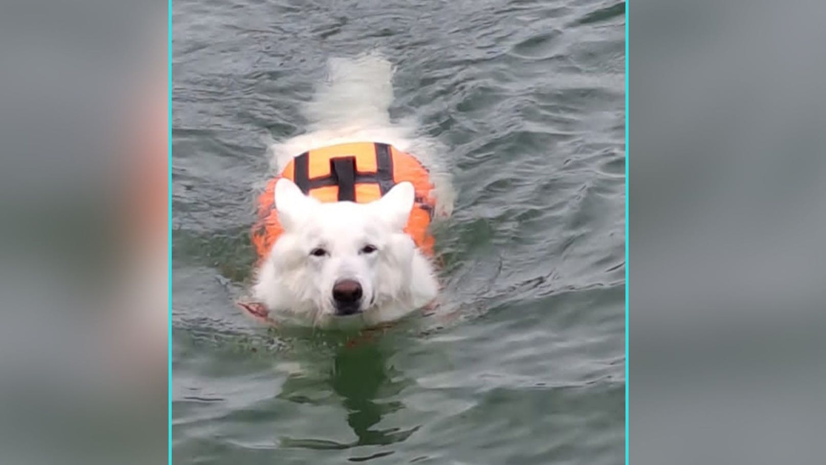 Untergehen tut Rüde "Rocky" am Ossiachersee einmal nicht! Ein tolles Vorbild. 