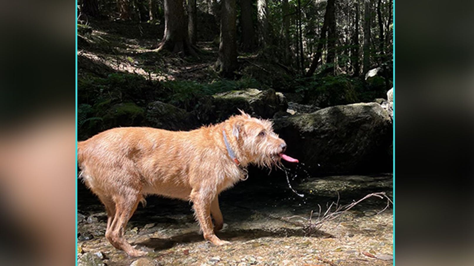 Hund "Dexter" gönnt sich auf der Rax (NÖ) eine kleine Erfrischung. 