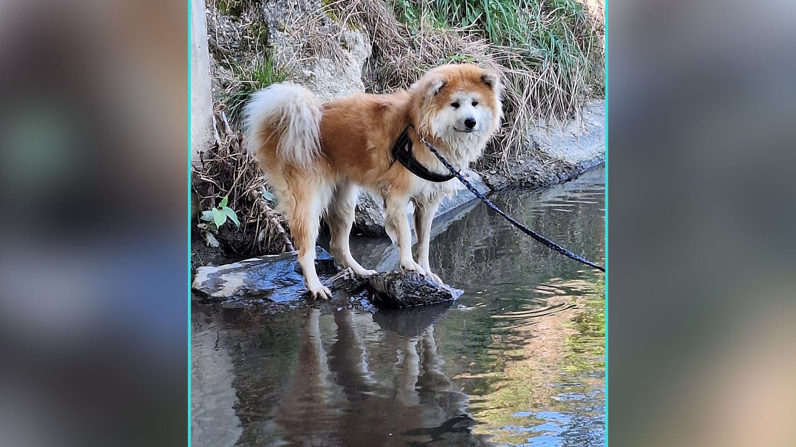 "Sayuri" möchte sich wohl lieber nur die Zehen im Neutal baden. Verständlich aber, denn das Fell zu trocknen ist bestimmt eine Lebensaufgabe.