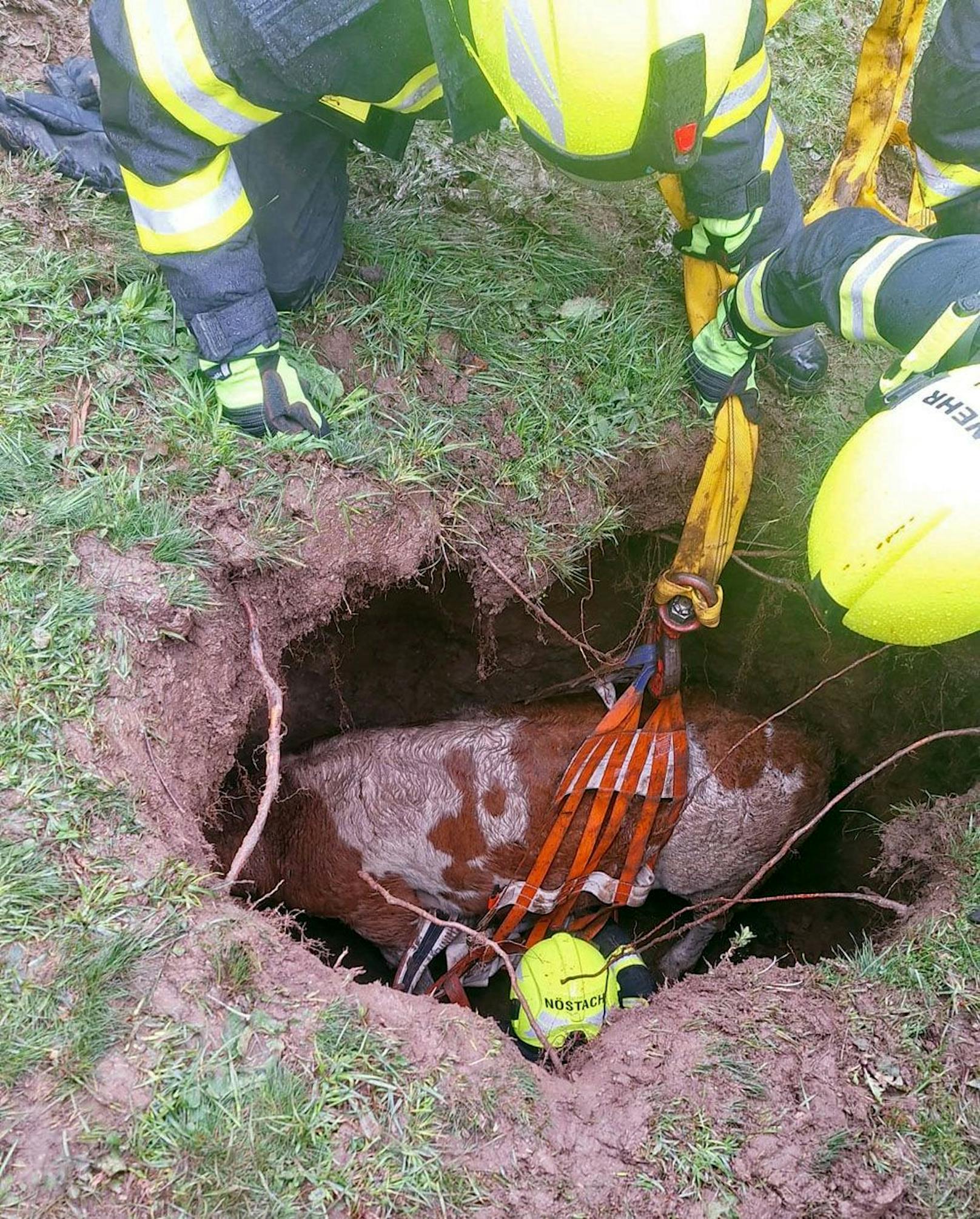 Die Feuerwehrkräfte befreiten das Kalb.