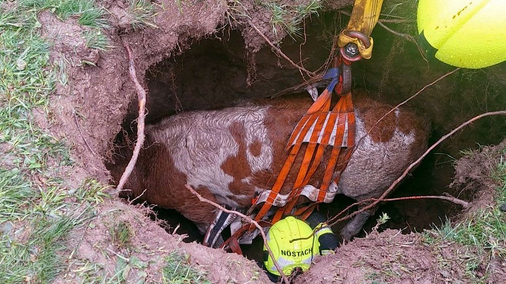Erfolgreiche Tierrettung in Nöstach Hafnerberg Gemeinde Altenmarkt a. d. Triesting