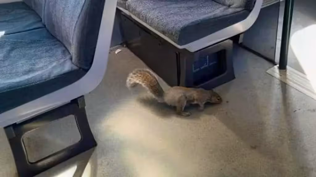 In England sind zwei Eichhörnchen in einen Zug eingedrungen.