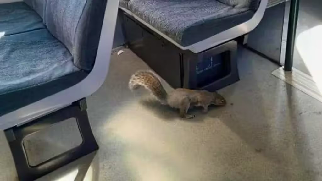 In England sind zwei Eichhörnchen in einen Zug eingedrungen.