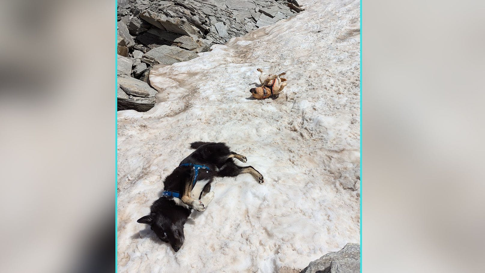 Synchron-Wuzeln! "Finn" und "Ramses" verbrachten den Sommer im winterlichen Bad Gastein.