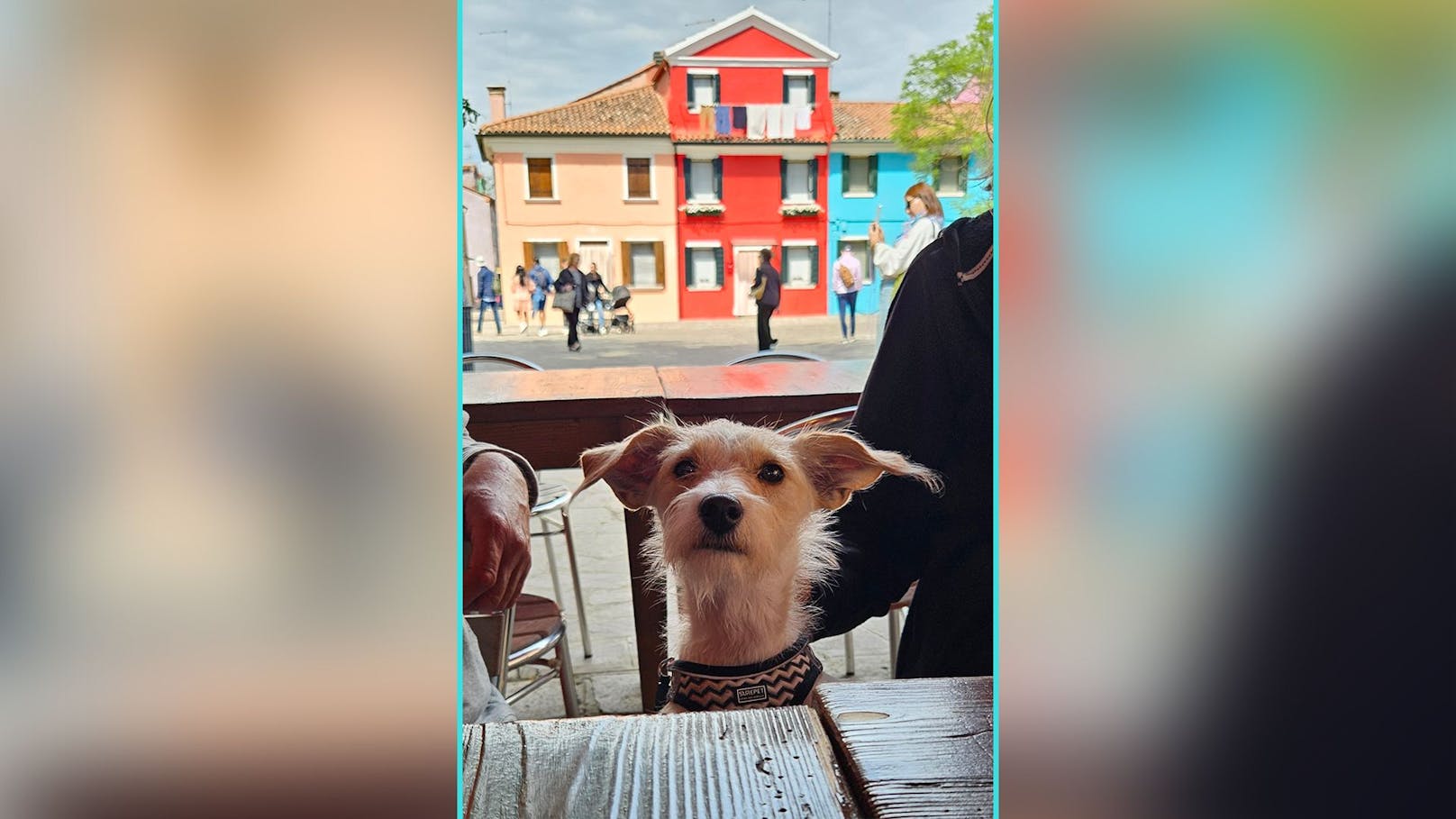 Wer posiert denn hier so keck über den Mittagstisch? Hündin "Mimmi" im Italien-Urlaub.