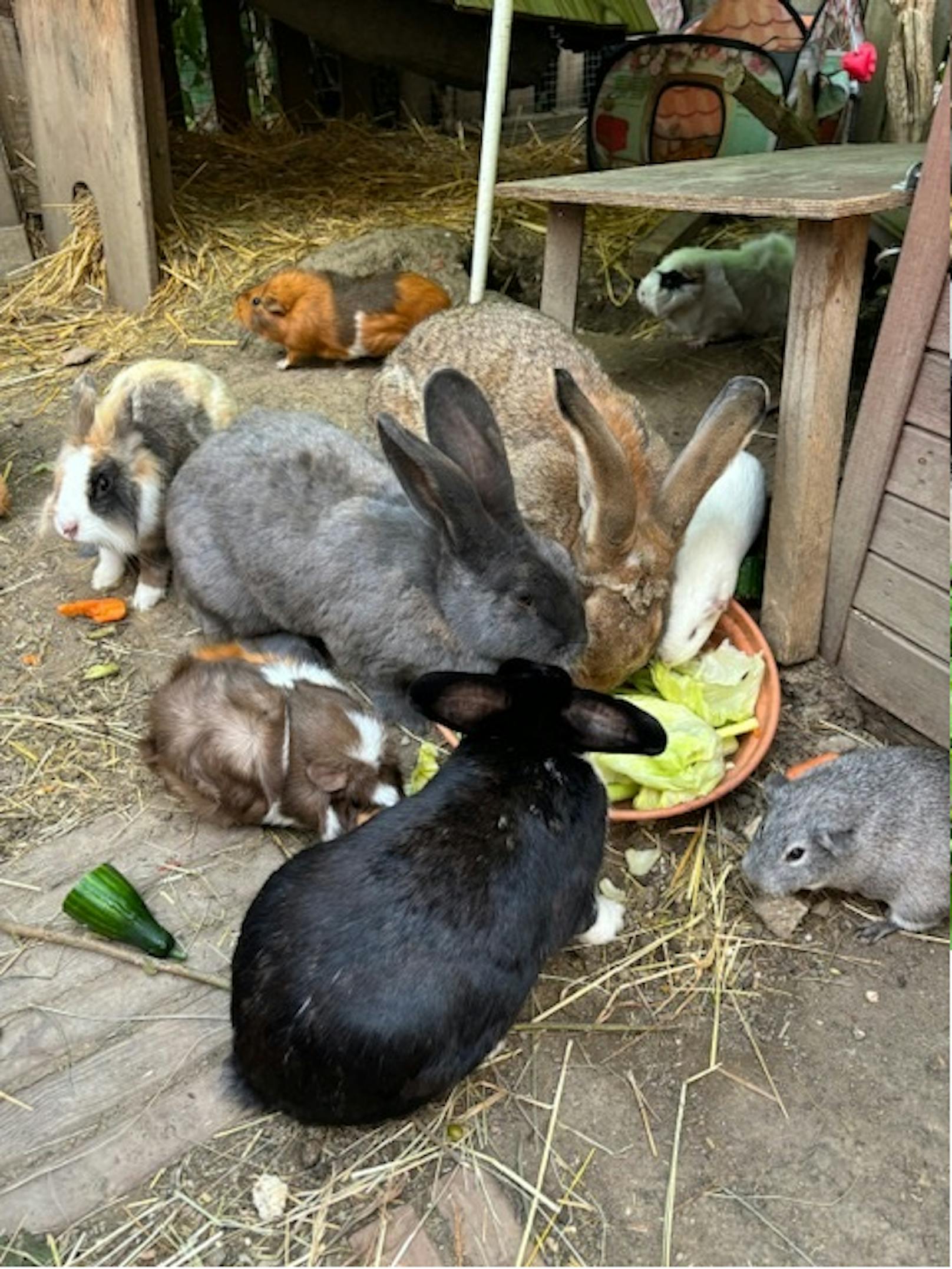 Familie E. trauert um ihre geliebten Haustiere. Sie haben die Überflutung im Ort nicht überlebt.