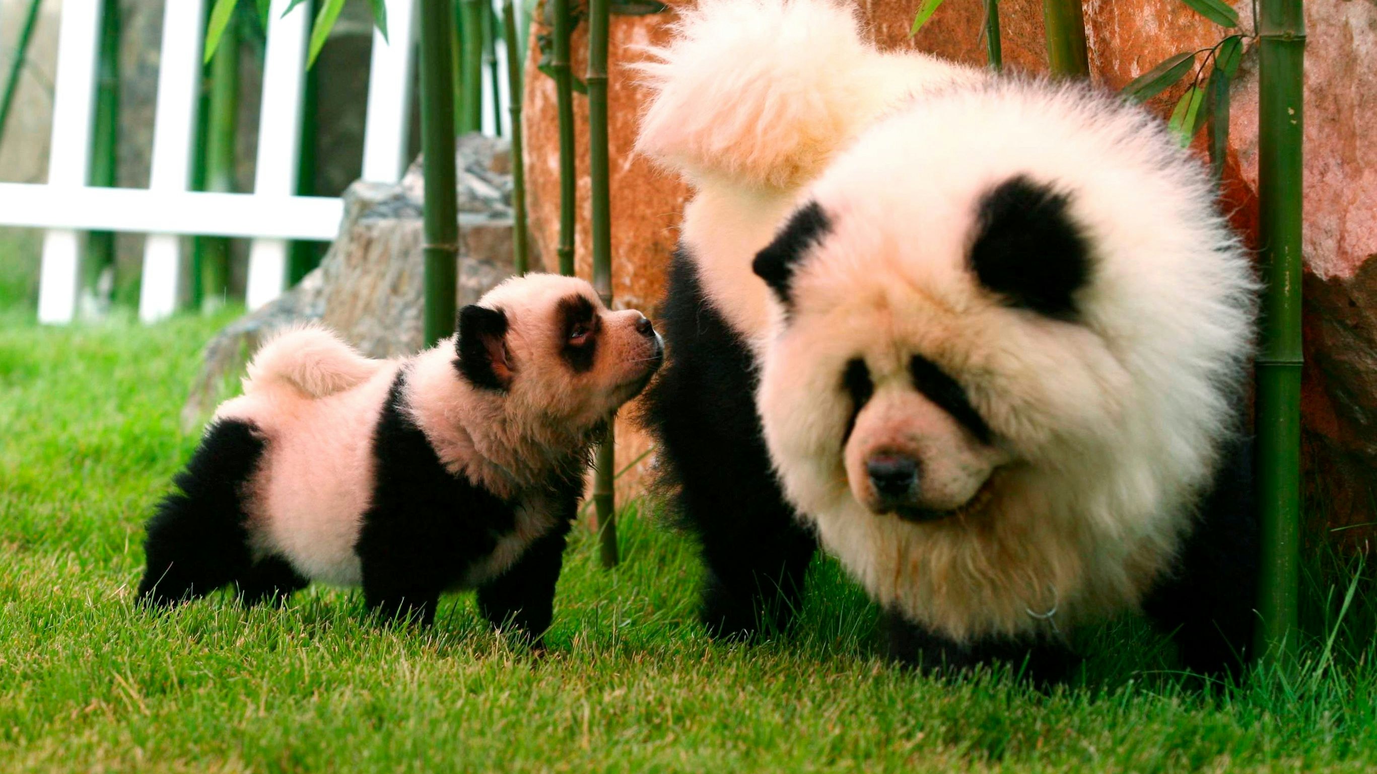 Chow Chow dogs, dyed to look like pandas, play at the Dahe Pet Civilization Park in Zhengzhou, Henan province June 8, 2010. The park bought four dyed Chow Chows and a Golden Retriever, dyed to resemble a tiger, from a pet market in Sichuan as an attempt to attract visitors, local media said. REUTERS/Donald Chan (CHINA - Tags: ANIMALS SOCIETY IMAGES OF THE DAY)