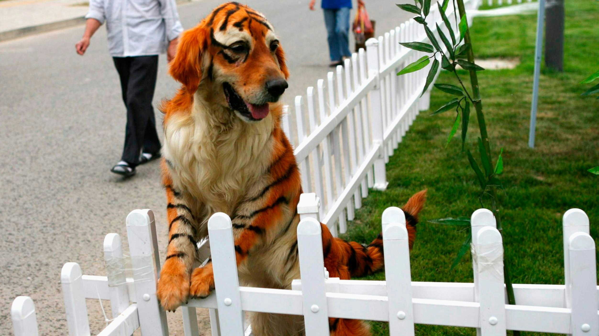 Dieser "Tiger Retriever", ebenfalls im Zoo von Zhangzhou, sorgte 2010 für Lacher.