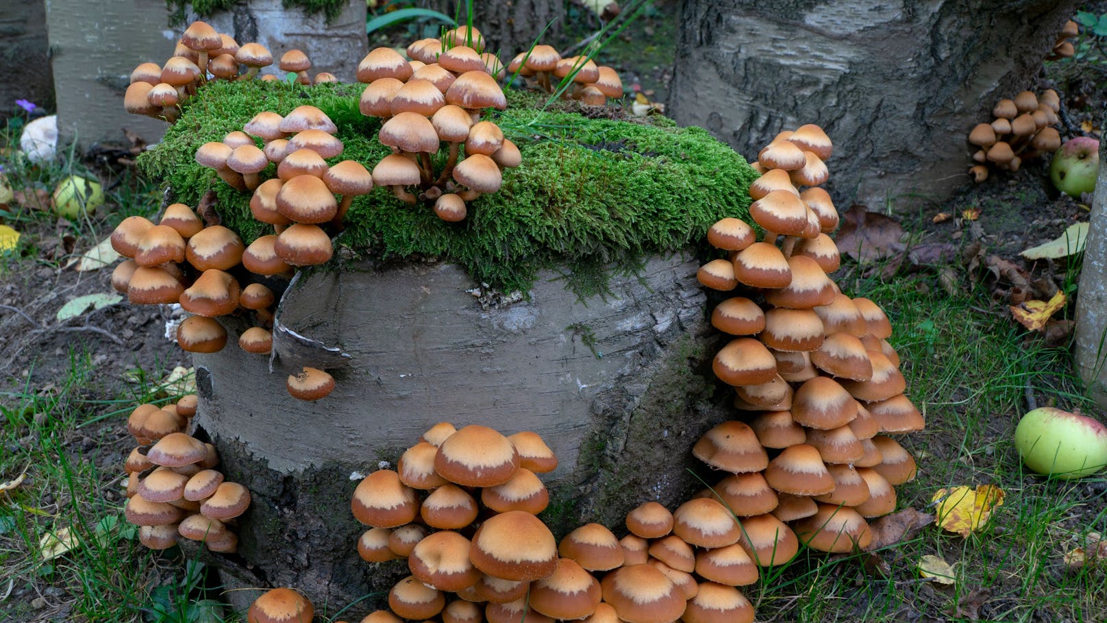 Stockschwämmchen: Im Waldviertler Pilzgarten werden Speisepilze und leuchtende Raritäten gezüchtet.