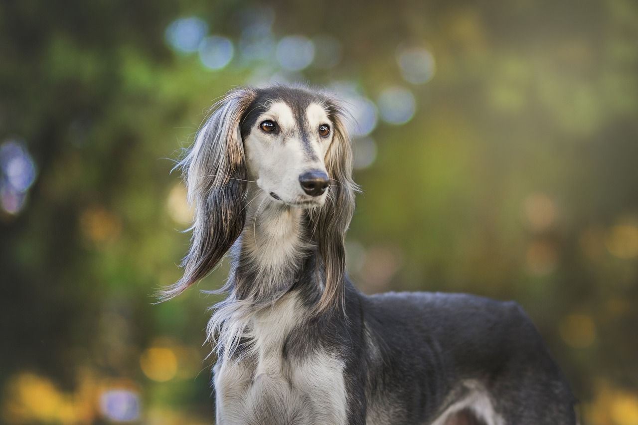 Streit um Geschäft von Windhund landete vor Gericht