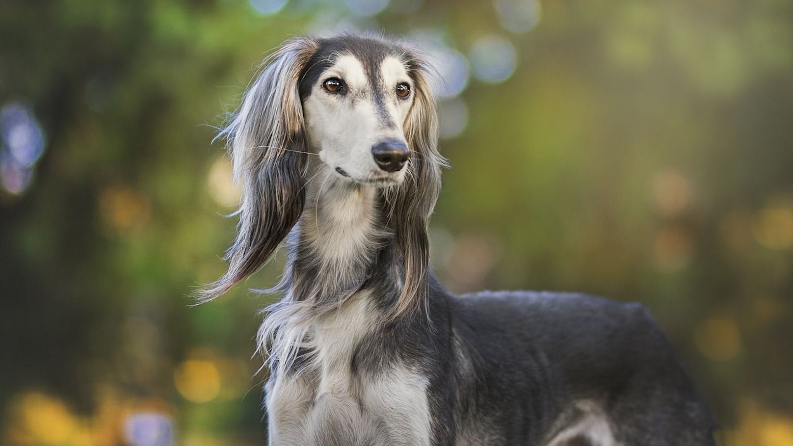 Streit um Hundehaufen landet vor Gericht in Salzburg