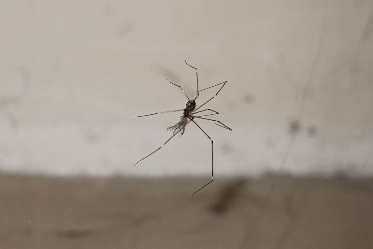 Eigentlich sollte man sich über jede Spinne im Wohnraum freuen.