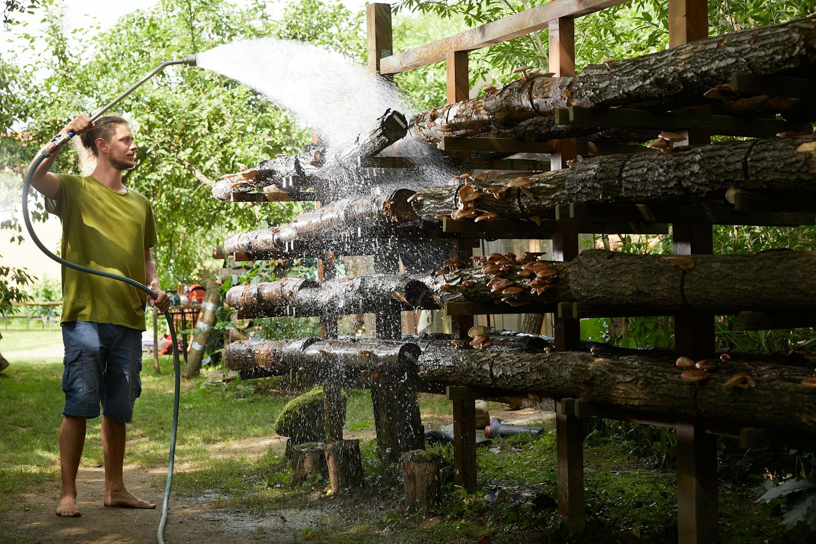 Im Waldviertler Pilzgarten werden Speisepilze und leuchtende Raritäten gezüchtet.