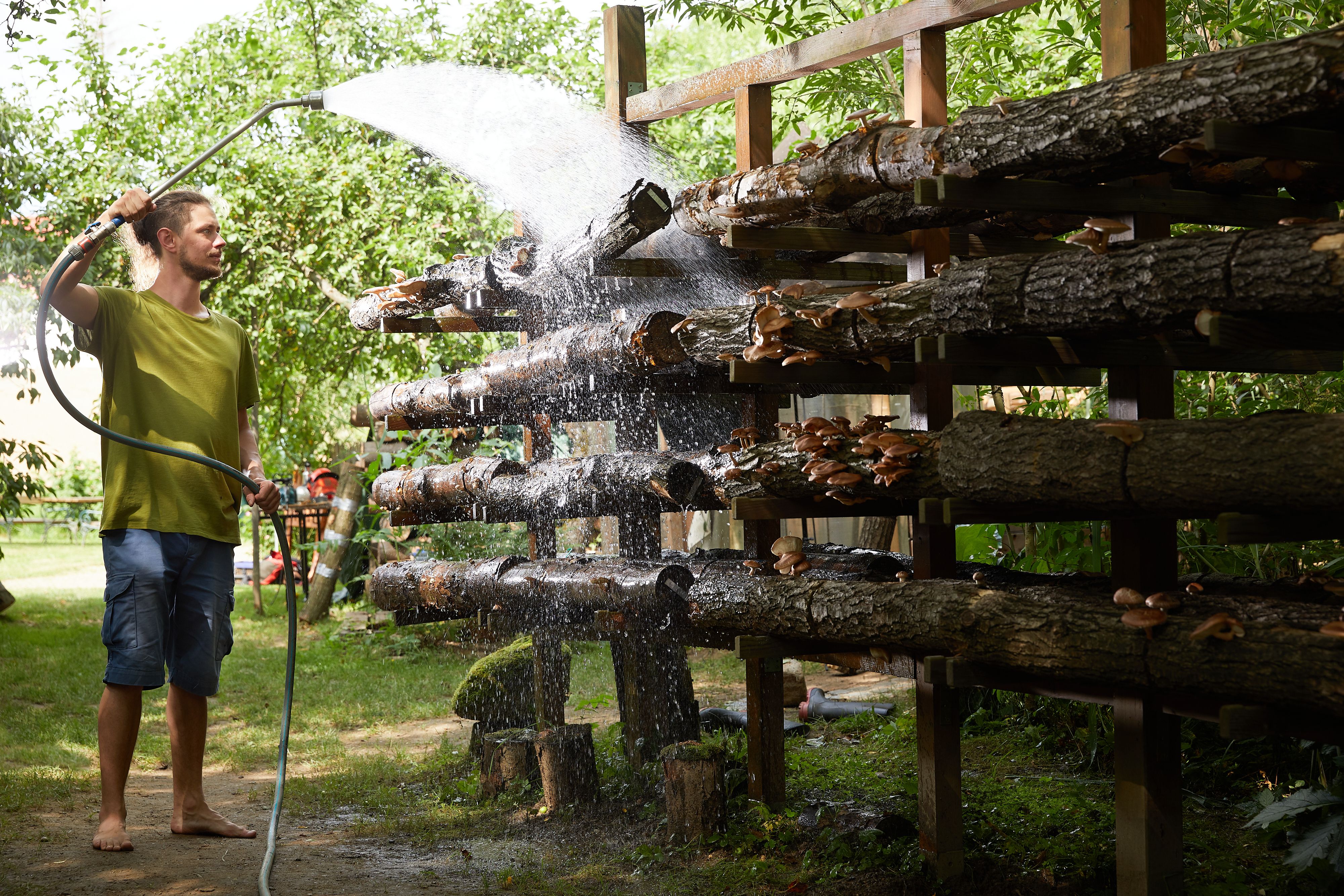 Im Waldviertler Pilzgarten werden Speisepilze und andere Raritäten mit viel Liebe gezüchtet.