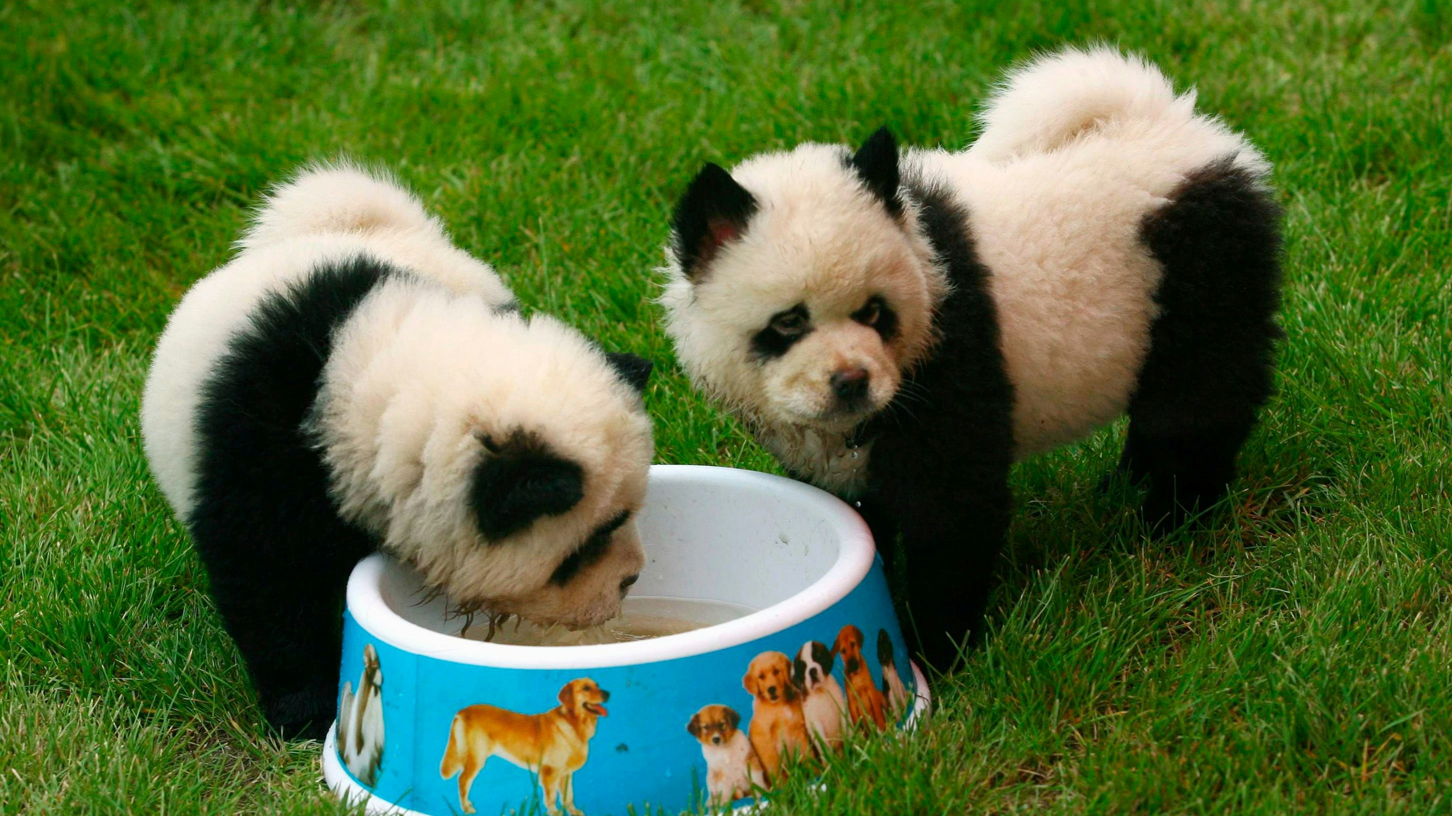 Chow Chow dogs, dyed to look like pandas, eat at the Dahe Pet Civilization Park in Zhengzhou, Henan province June 8, 2010. The park bought four dyed Chow Chows and a Golden Retriever, dyed to resemble a tiger, from a pet market in Sichuan as an attempt to attract visitors, local media said. REUTERS/Donald Chan (CHINA - Tags: ANIMALS SOCIETY)