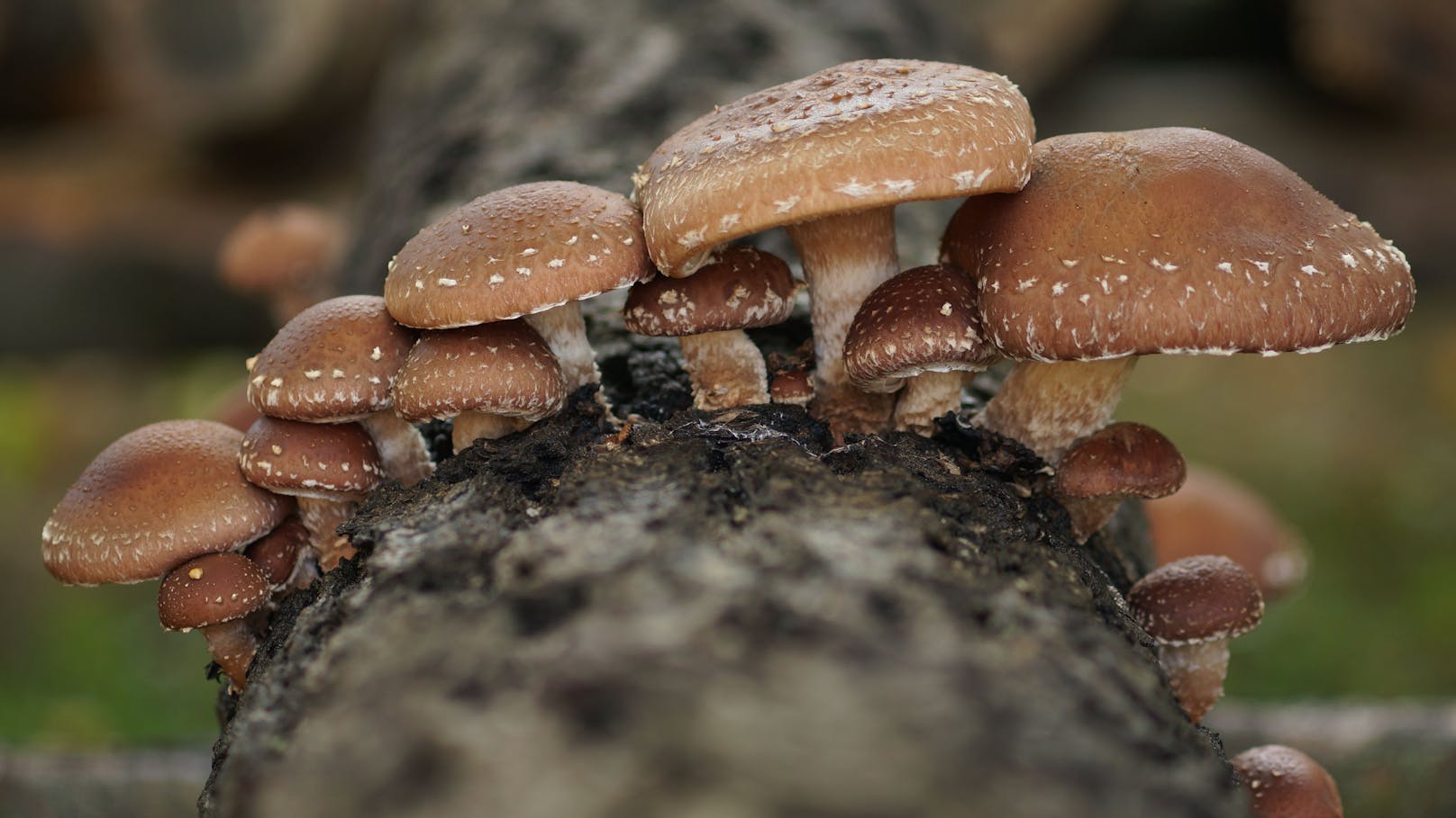 Shiitake: Im Waldviertler Pilzgarten werden Speisepilze und leuchtende Raritäten gezüchtet.