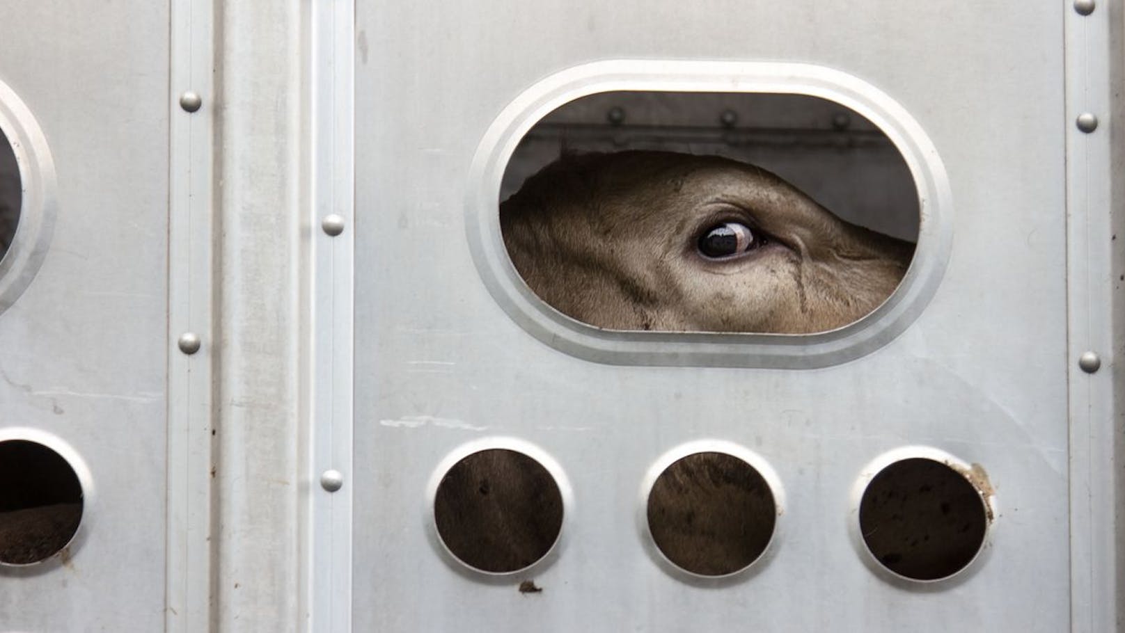 Neue Tiertransportverordnung: Nicht schlecht, ABER …