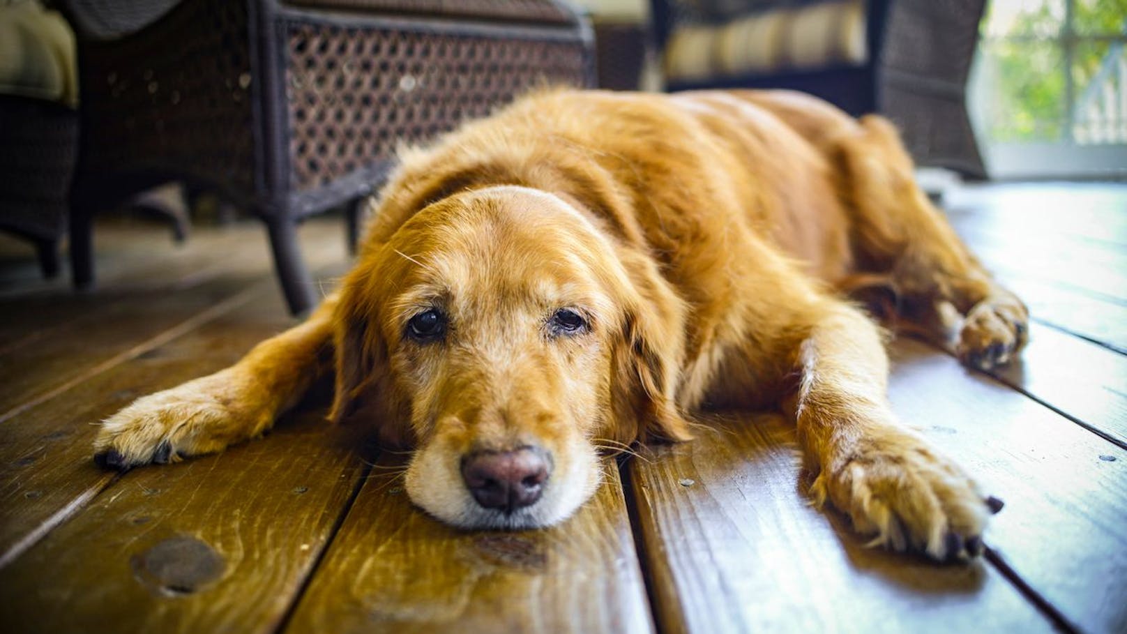 So erkennst du Demenz bei deinem Hund