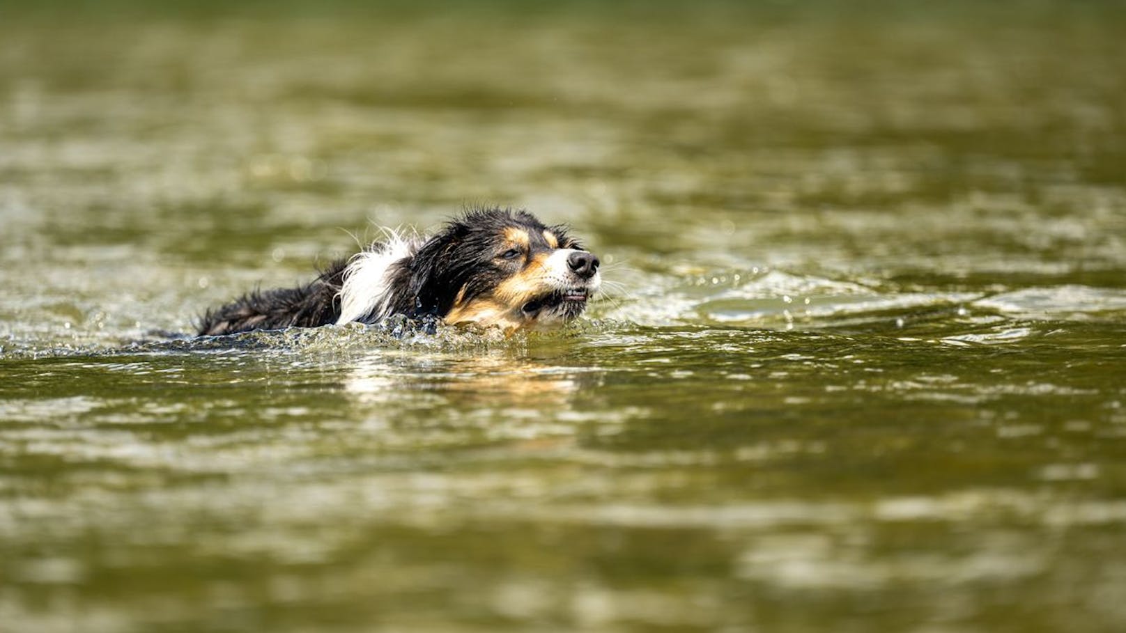 Frauchen springt Hund in eisigen Bach nach