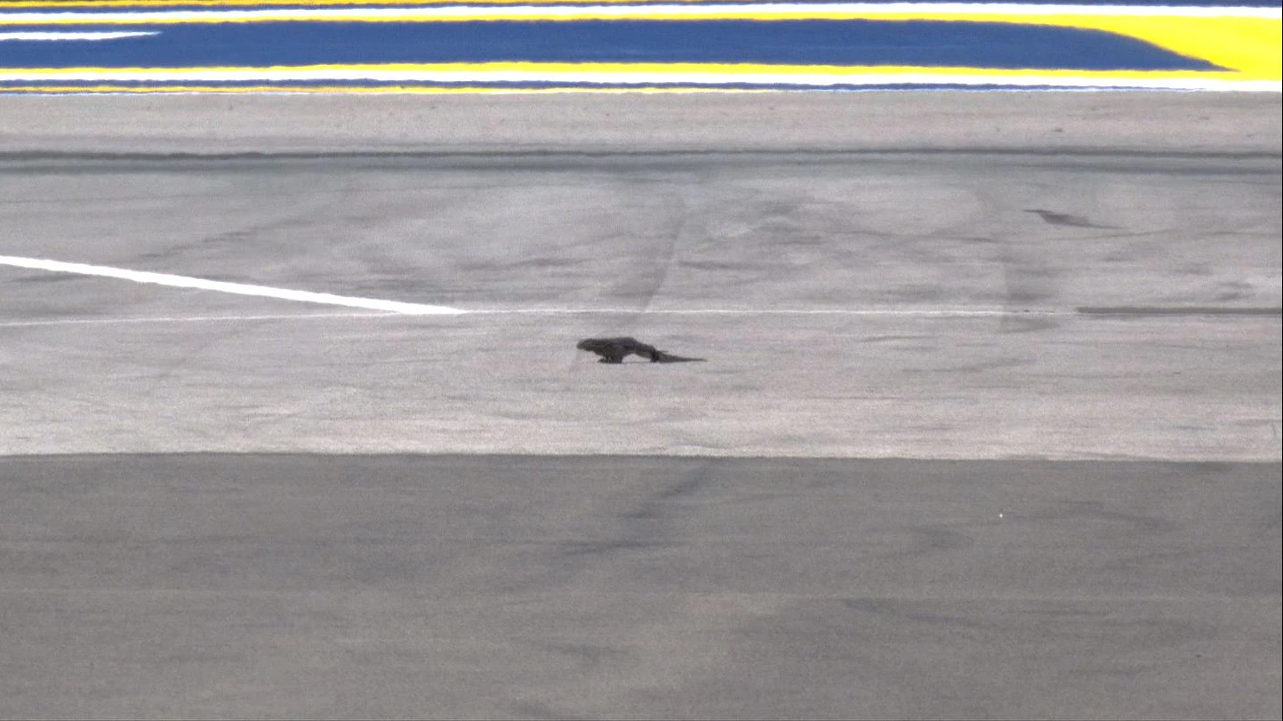 Ein Waran läuft über die Formel-1-Strecke in Singapur. 