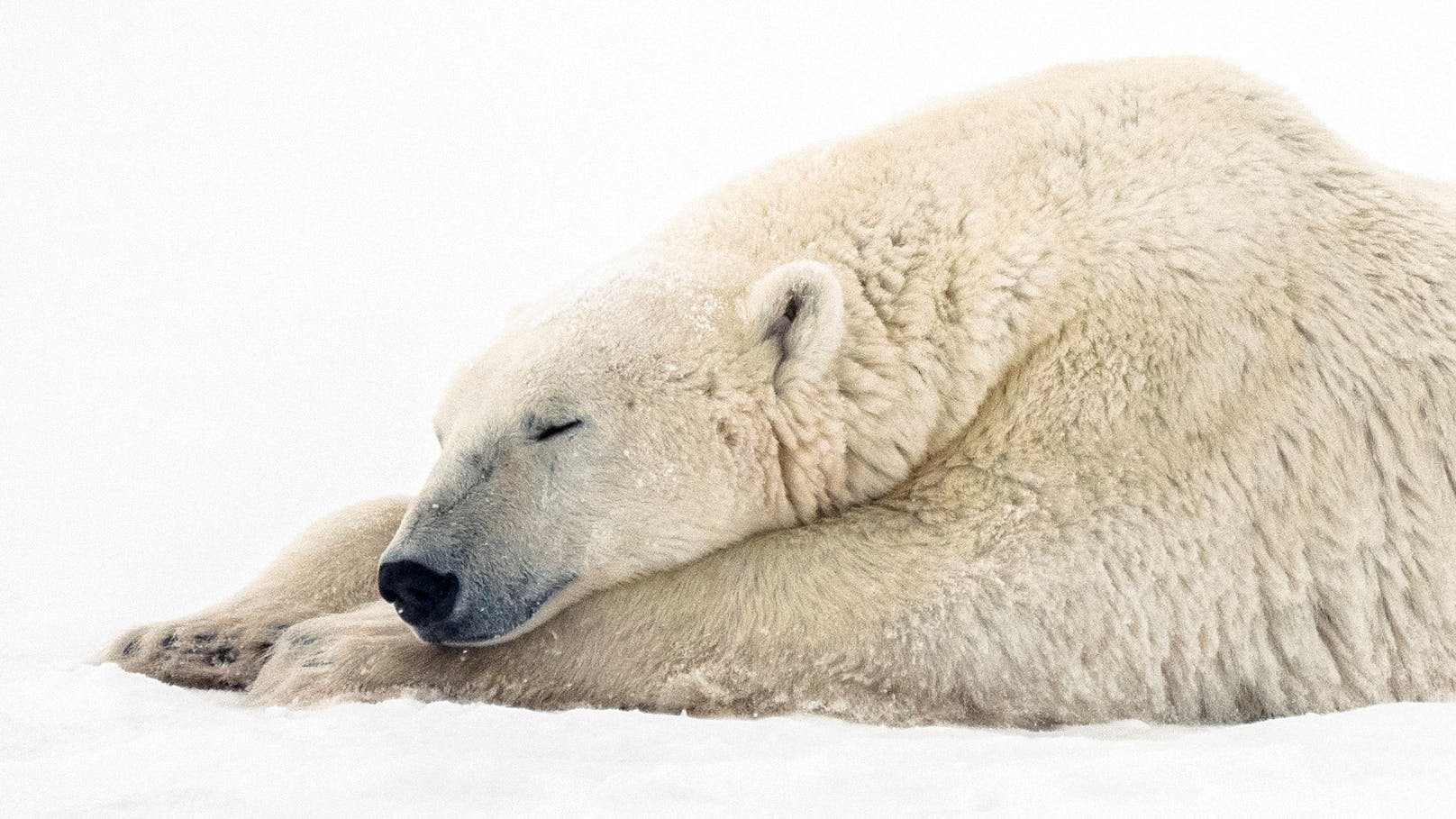 Erster Eisbär seit 8 Jahren – Polizei erschießt ihn