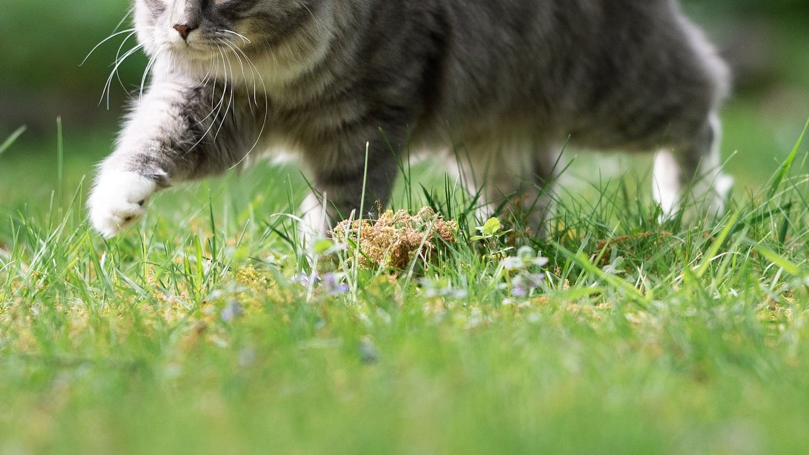 Verlorene Katze nach zweimonatiger Reise zurück daheim