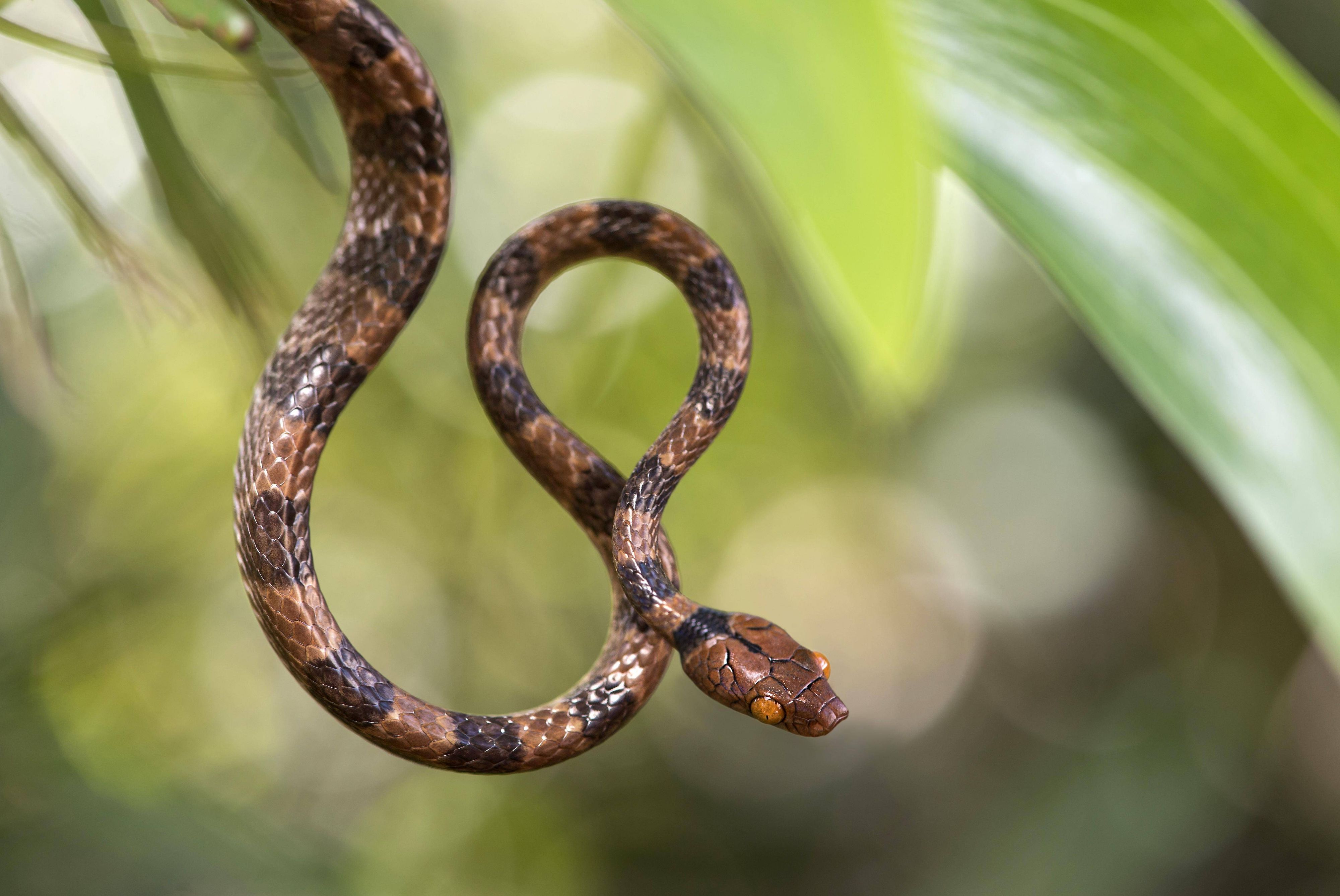 Ein Biss der Afrikanischen Baumschlange kann tödlich sein: Er verursacht innere Blutungen.