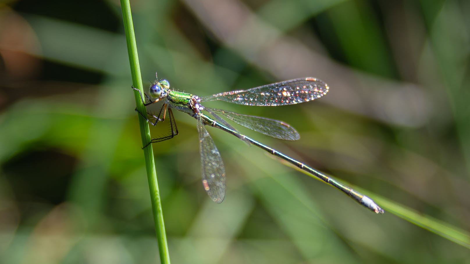 Im Naturpark Hochmoor Schrems fühlt sich die Kleine Binsenjungfer mittlerweile wieder wohl