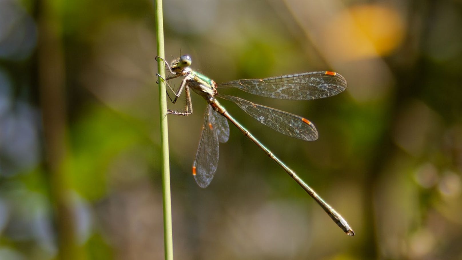 Im Naturpark Hochmoor Schrems fühlt sich die Kleine Binsenjungfer mittlerweile wieder wohl