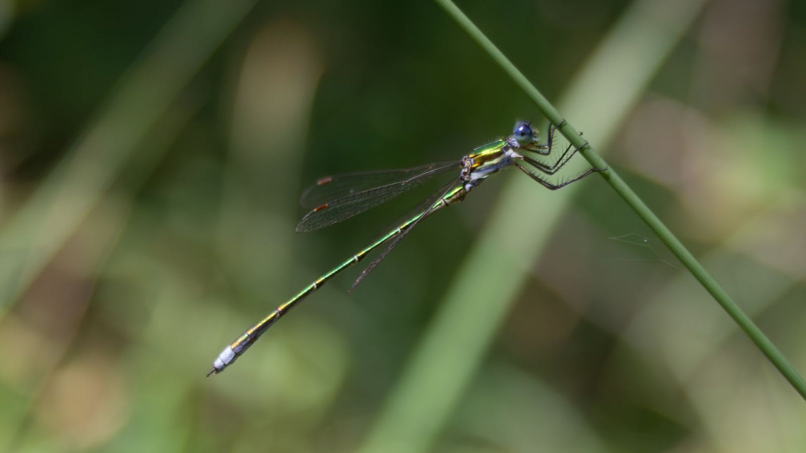 Im Naturpark Hochmoor Schrems fühlt sich die Kleine Binsenjungfer mittlerweile wieder wohl