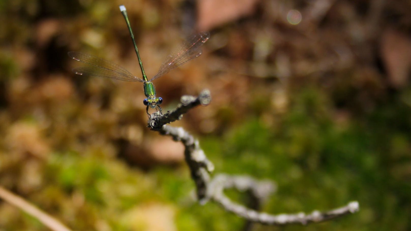 Im Naturpark Hochmoor Schrems fühlt sich die Kleine Binsenjungfer mittlerweile wieder wohl