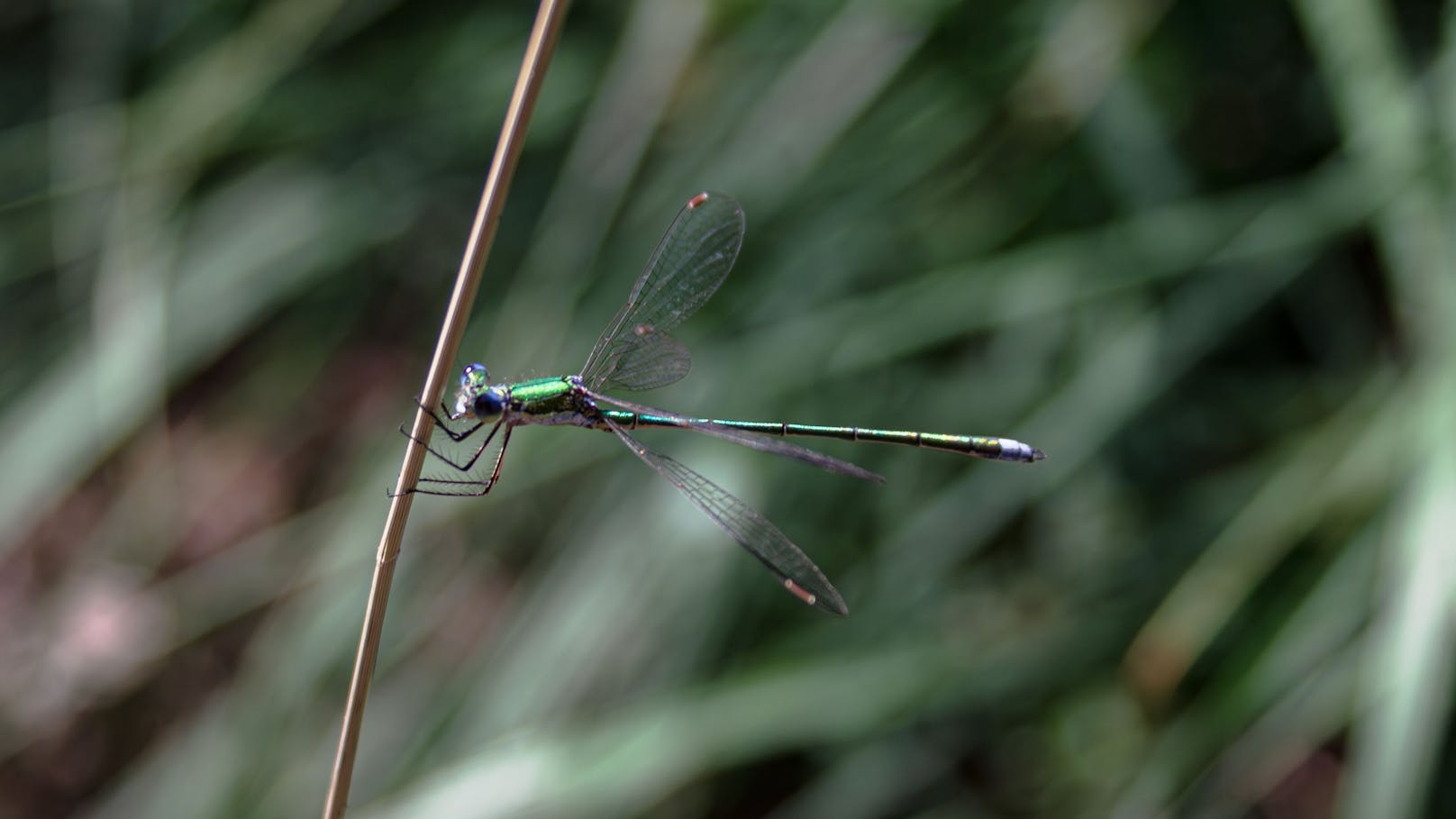 Im Naturpark Hochmoor Schrems fühlt sich die Kleine Binsenjungfer mittlerweile wieder wohl